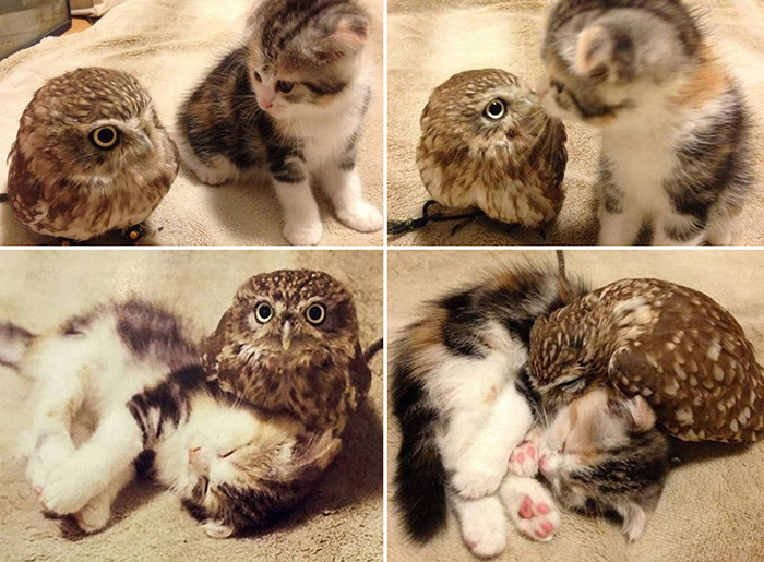 random pic owl and kitten