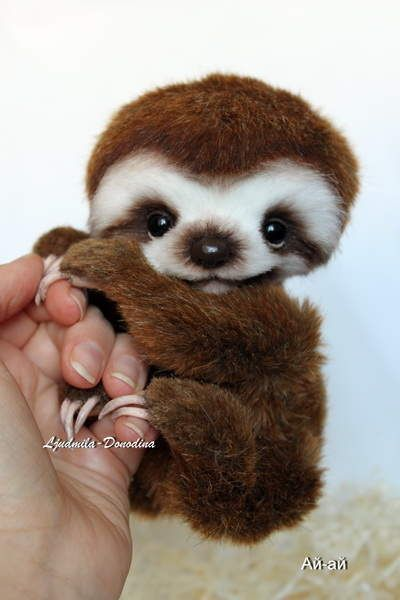 random pic sloth cute animals