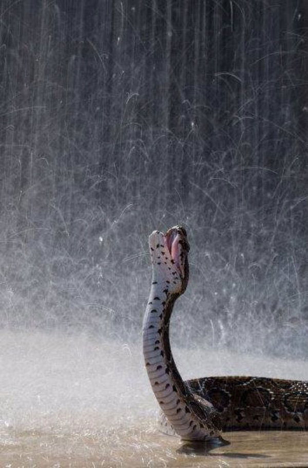 random pic rain snake