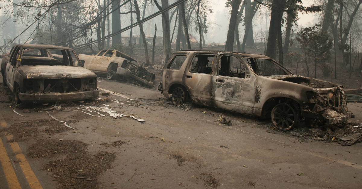 burnt out vehicles along the road of a forest fire