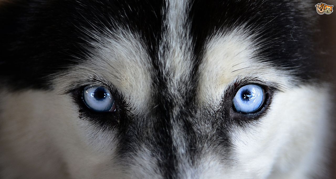 cool picture of dogs eyes