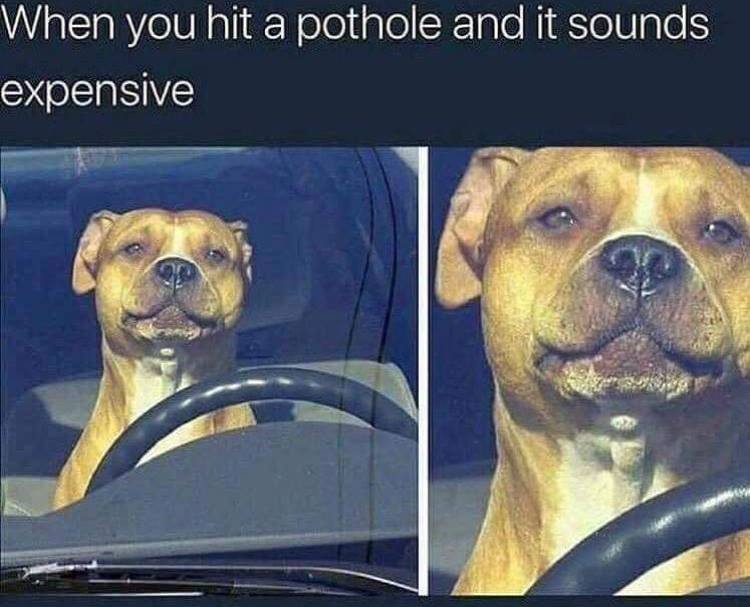 dog driving meme about going over a pothole and it sound like it did some damage
