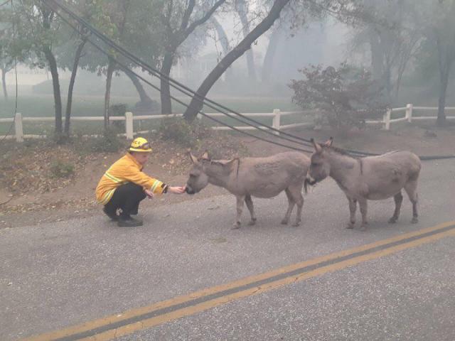 firefighter and donkeys