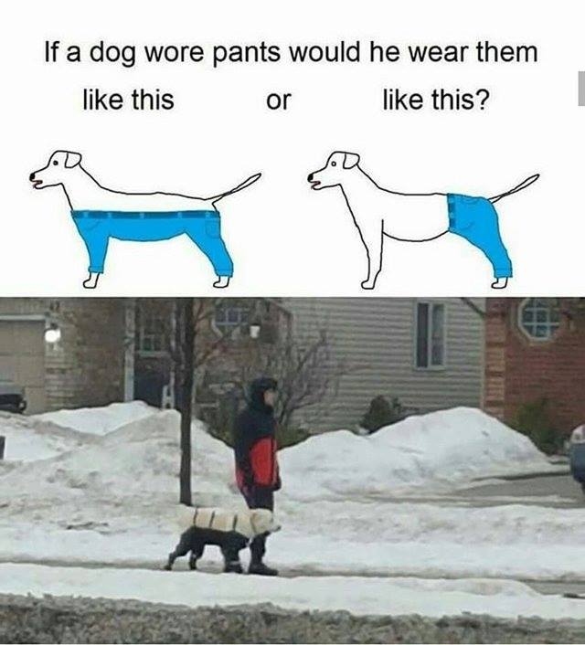most important image on the internet - If a dog wore pants would he wear them this or this?