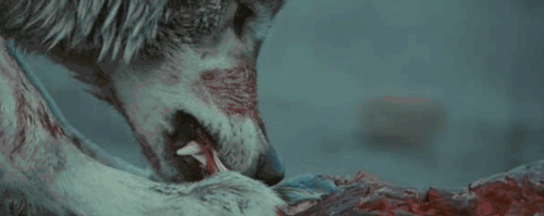 wolf eating gif