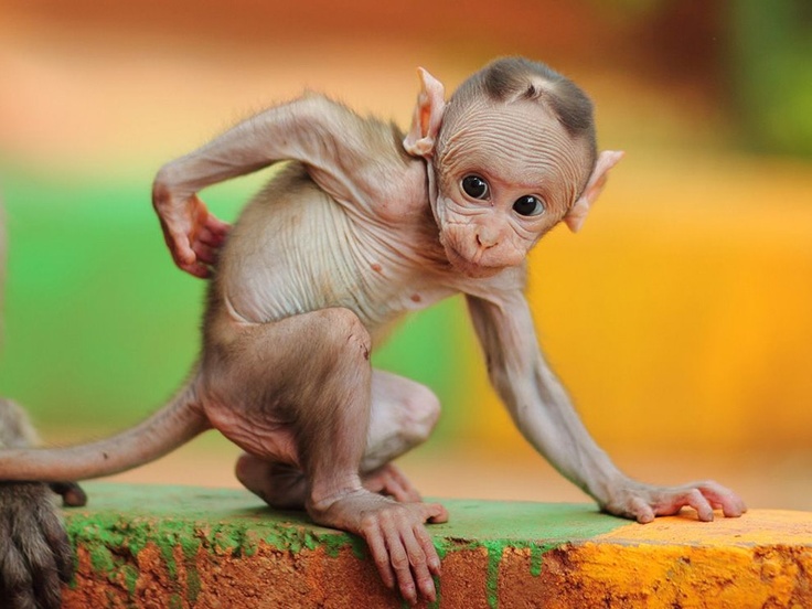 bald monkey