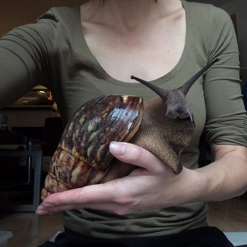 Photo of a woman holding an enormous snail