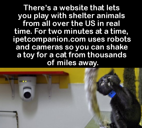 Photo of a cat playing in front of a security camera with the text 'there's a website that lets you play with shelter animals from all over the US in real time. For two minutes at a time, ipetcompanion.com uses robots and cameras so you can shake a toy fo
