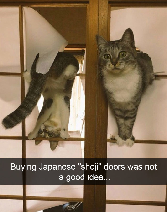 Two cats destroying a Japanese paper door with the text 'buying Japanese 'shoji' doors was not a good idea'