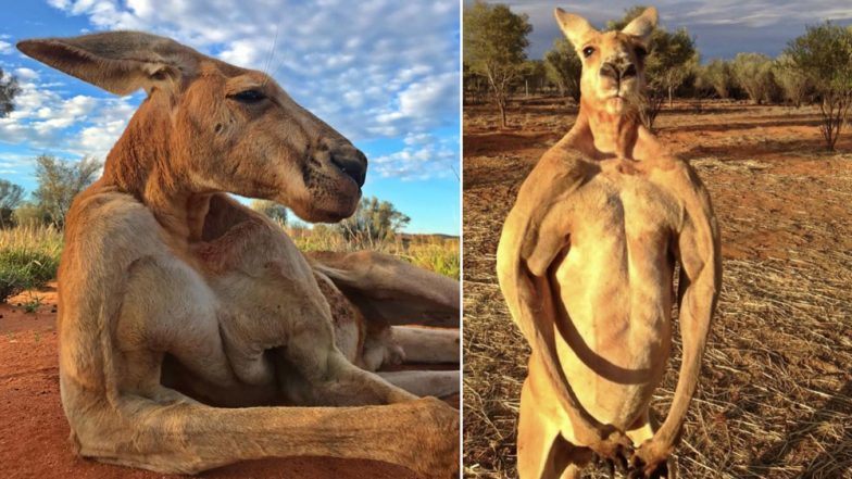 Roger, the incredibly buffed kangaroo has died at age 12.
