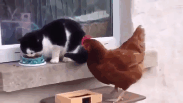cat vs chicken gif