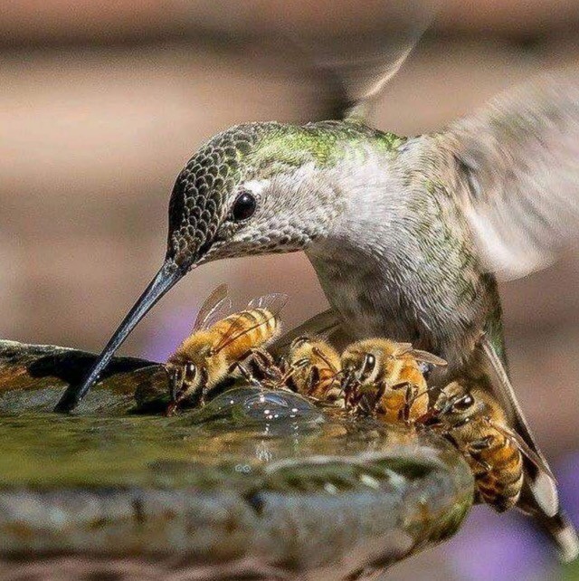 hummingbird and bees