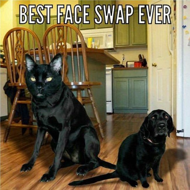 random pic best face swap ever dog cat - Best Face Swap Ever