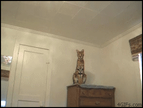random pic savannah cat jumping gif - 4GIFs.com