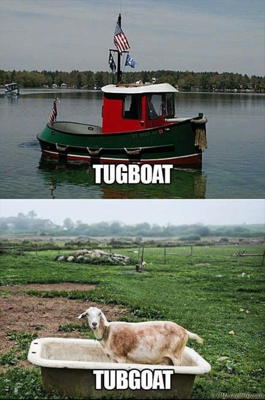 random pic tugboat tubgoat - Tugboat Tubgoat MHMIgaDum