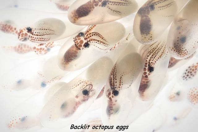 random pic octopus eggs - Backlit octopus eggs