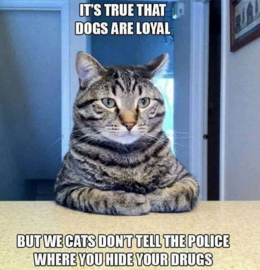 humor facebook cops - It'S True That Dogs Are Loyal But We Cats Donttell The Police Where You Hide Your Drugs