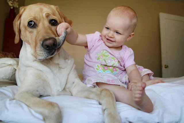 babies and dogs