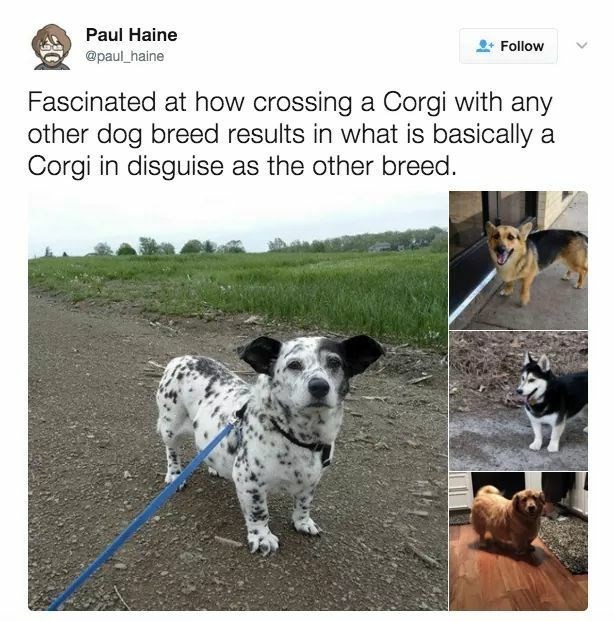 corgi meme - Paul Haine Fascinated at how crossing a Corgi with any other dog breed results in what is basically a Corgi in disguise as the other breed.