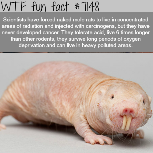 photo caption - Wtf fun fact Scientists have forced naked mole rats to live in concentrated areas of radiation and injected with carcinogens, but they have never developed cancer. They tolerate acid, live 6 times longer than other rodents, they survive lo