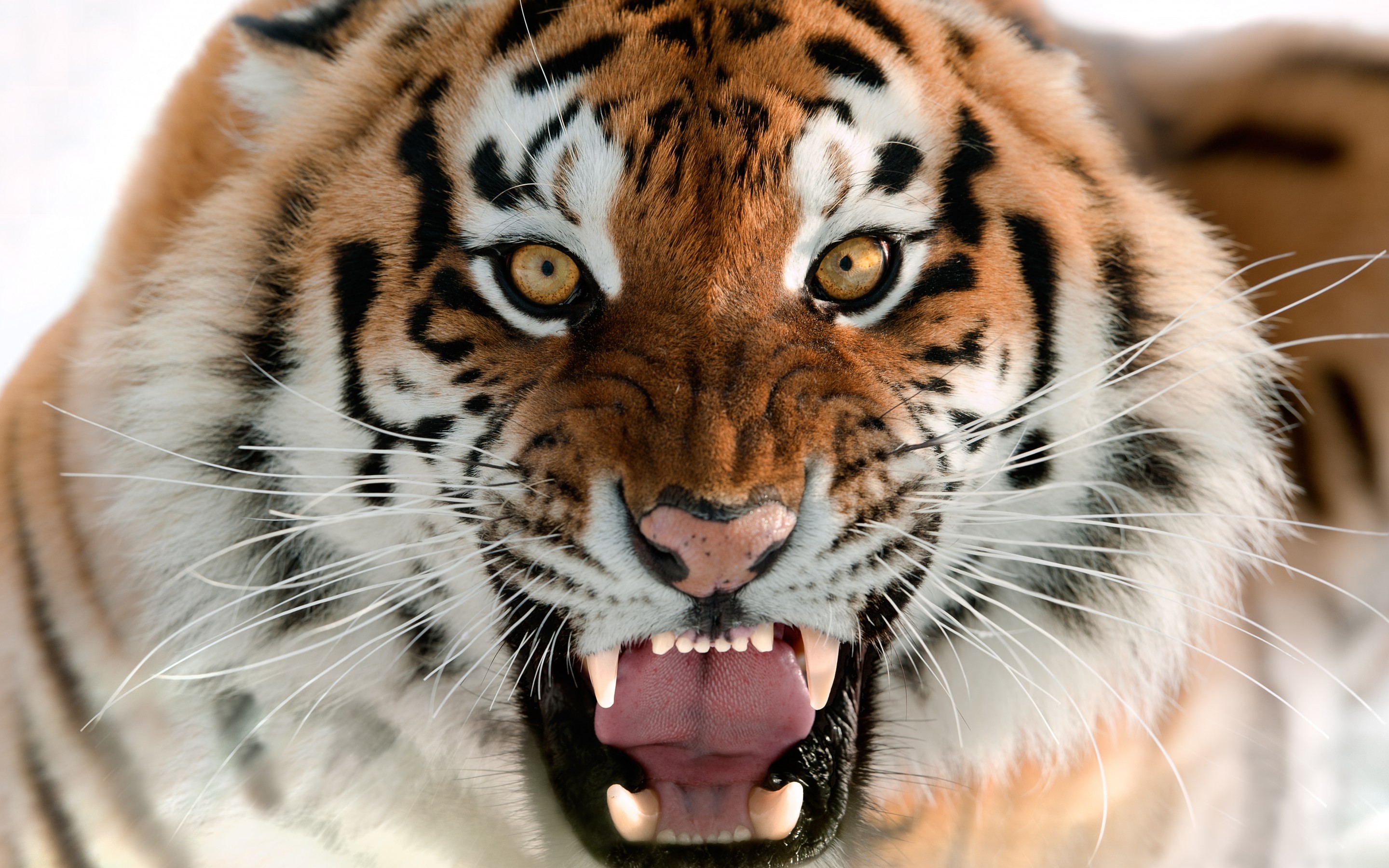 tiger roar images hd