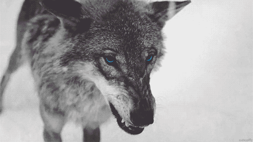 black wolf gif