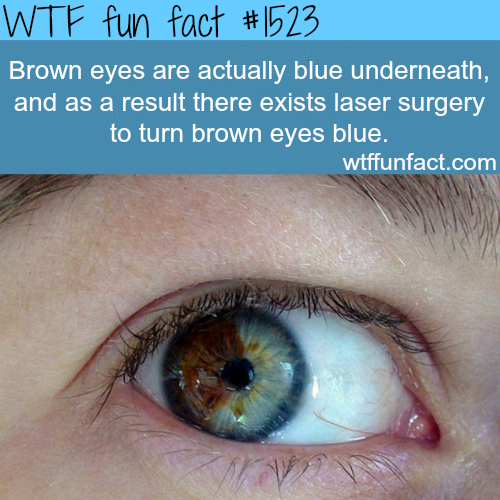 two different colored eyes - Wtf fun fact Brown eyes are actually blue underneath, and as a result there exists laser surgery to turn brown eyes blue. wtffunfact.com
