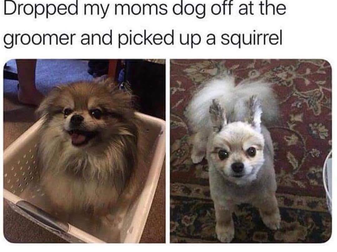 dropped my moms dog off at the groomer and picked up a squirrel - Dropped my moms dog off at the groomer and picked up a squirrel