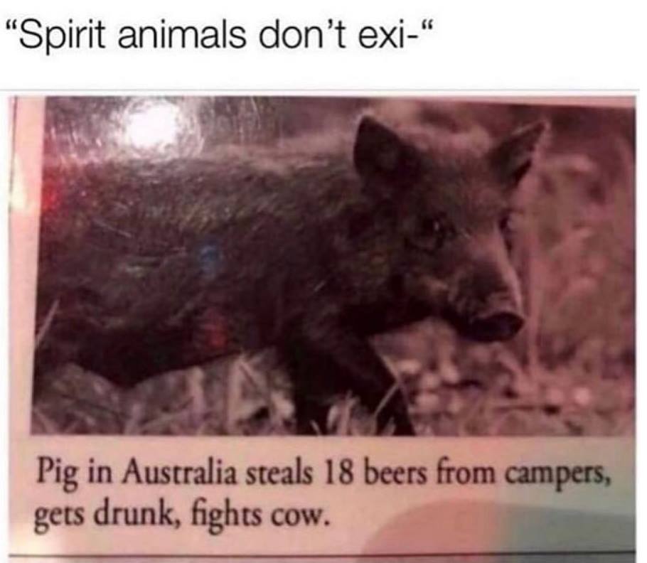 spirit animals don t exist meme - "Spirit animals don't exi Pig in Australia steals 18 beers from campers, gets drunk, fights cow.