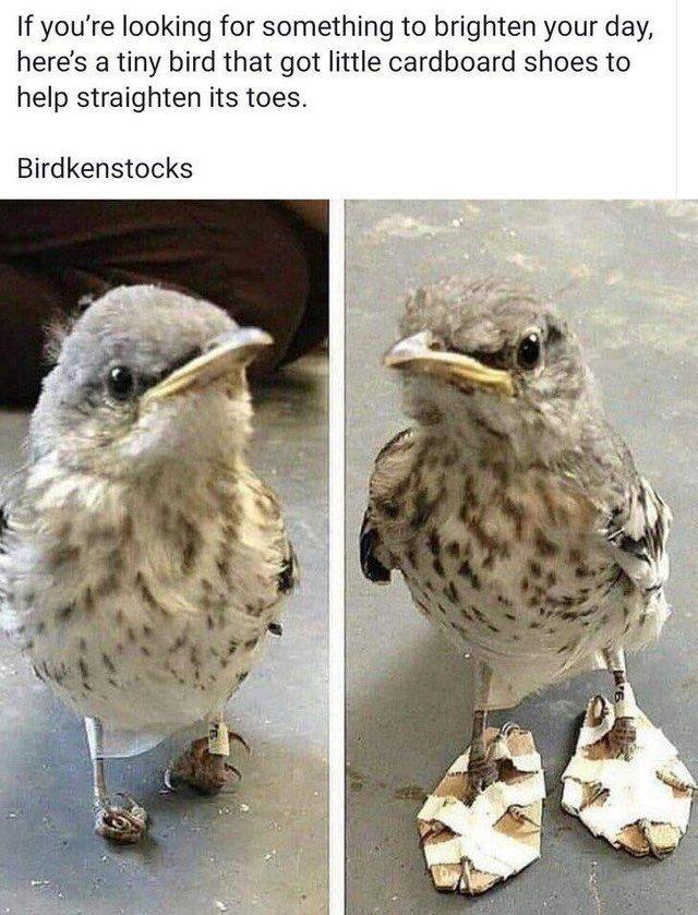 bird with shoes - If you're looking for something to brighten your day, here's a tiny bird that got little cardboard shoes to help straighten its toes. Birdkenstocks