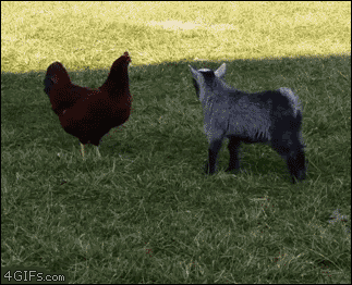 goat and chicken gif - 4GIFS.com