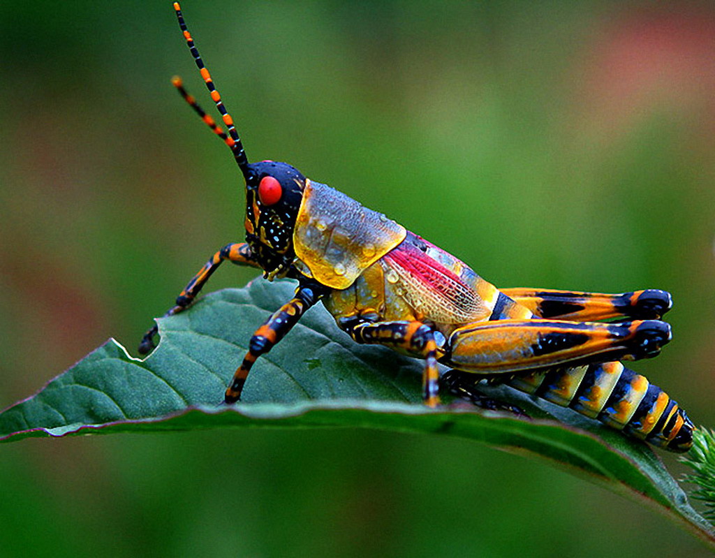beautiful grasshopper