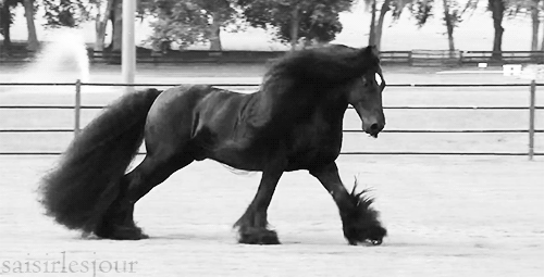 gif black horse