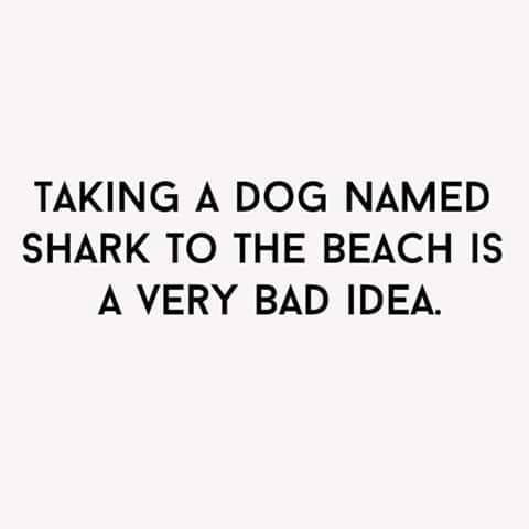 document - Taking A Dog Named Shark To The Beach Is A Very Bad Idea.