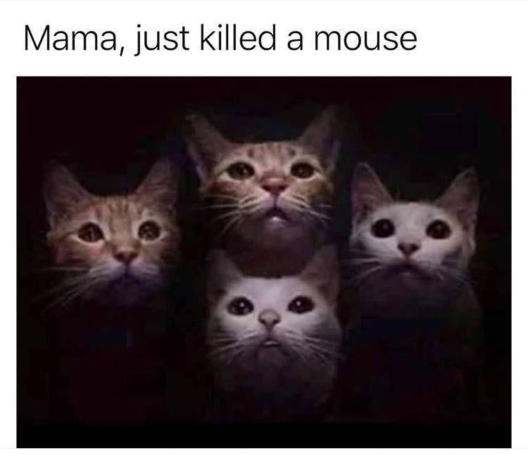 bohemian catsody - Mama, just killed a mouse