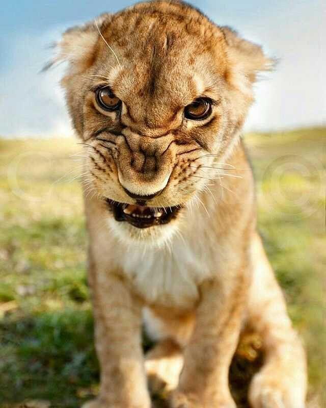 angry lion cub