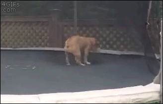 bulldog on a trampoline gif - 4GIFs .com