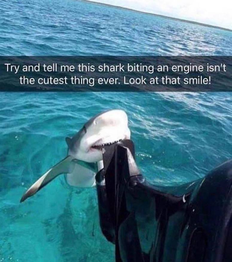 cute shark biting engine - Try and tell me this shark biting an engine isn't the cutest thing ever. Look at that smile!
