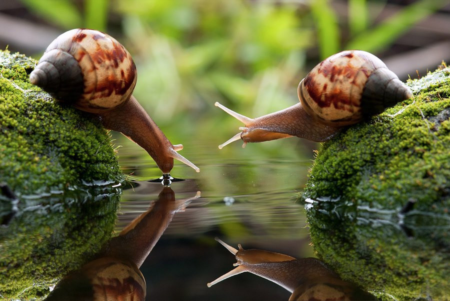 snail drinking water