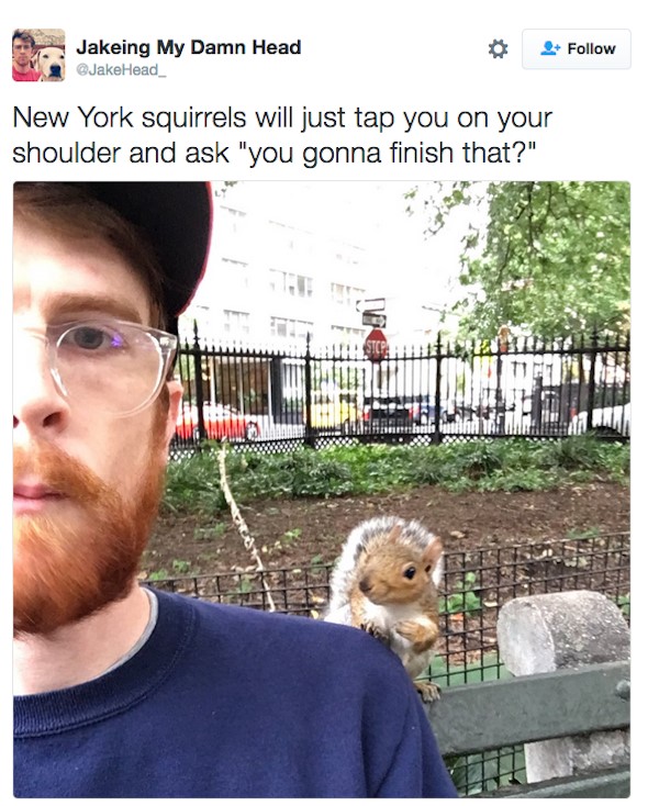 guaranteed to make you laugh - Jakeing My Damn Head JakeHead New York squirrels will just tap you on your shoulder and ask "you gonna finish that?"