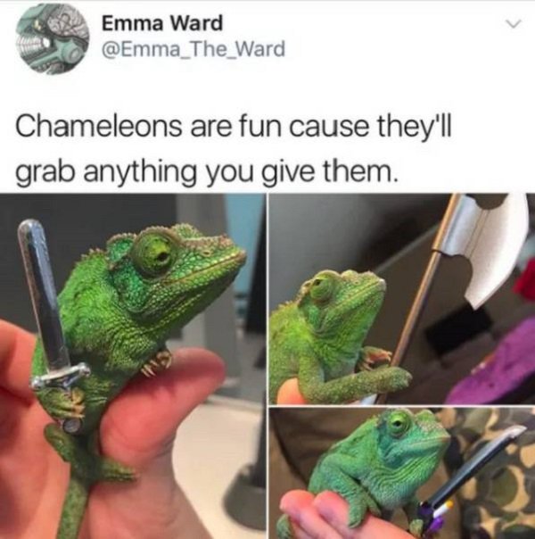 chameleons grab anything you give them - Emma Ward The Ward Chameleons are fun cause they'll grab anything you give them.