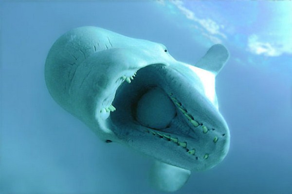beluga whale canada