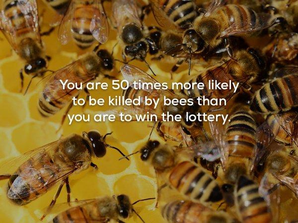 meme - You are 50 times more ly to be killed by bees than you are to win the lottery.