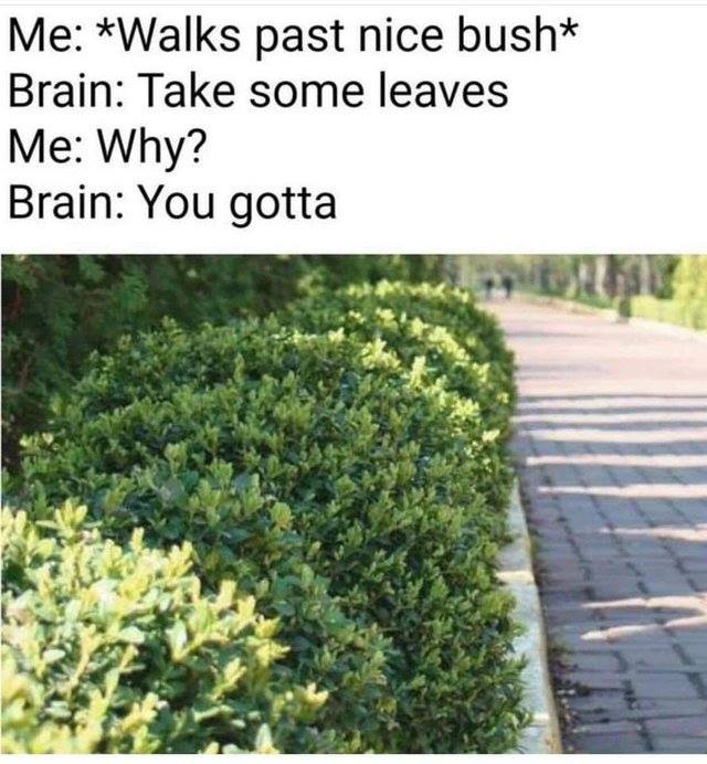 meme - walks past nice bush - Me Walks past nice bush Brain Take some leaves Me Why? Brain You gotta