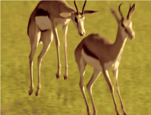 gazelle gif