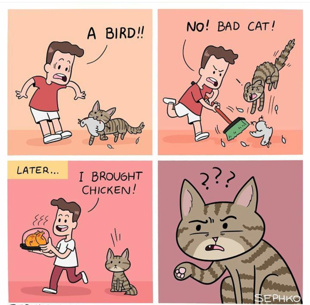 sephko cat - A Bird!! No! Bad Cat! Un .. Later... I Brought Chicken!