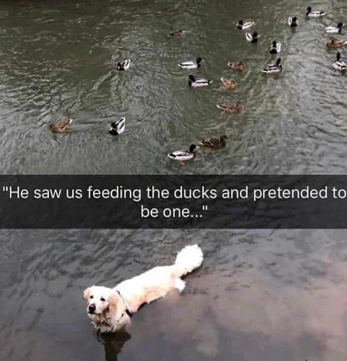 feeding ducks meme - "He saw us feeding the ducks and pretended to be one..."
