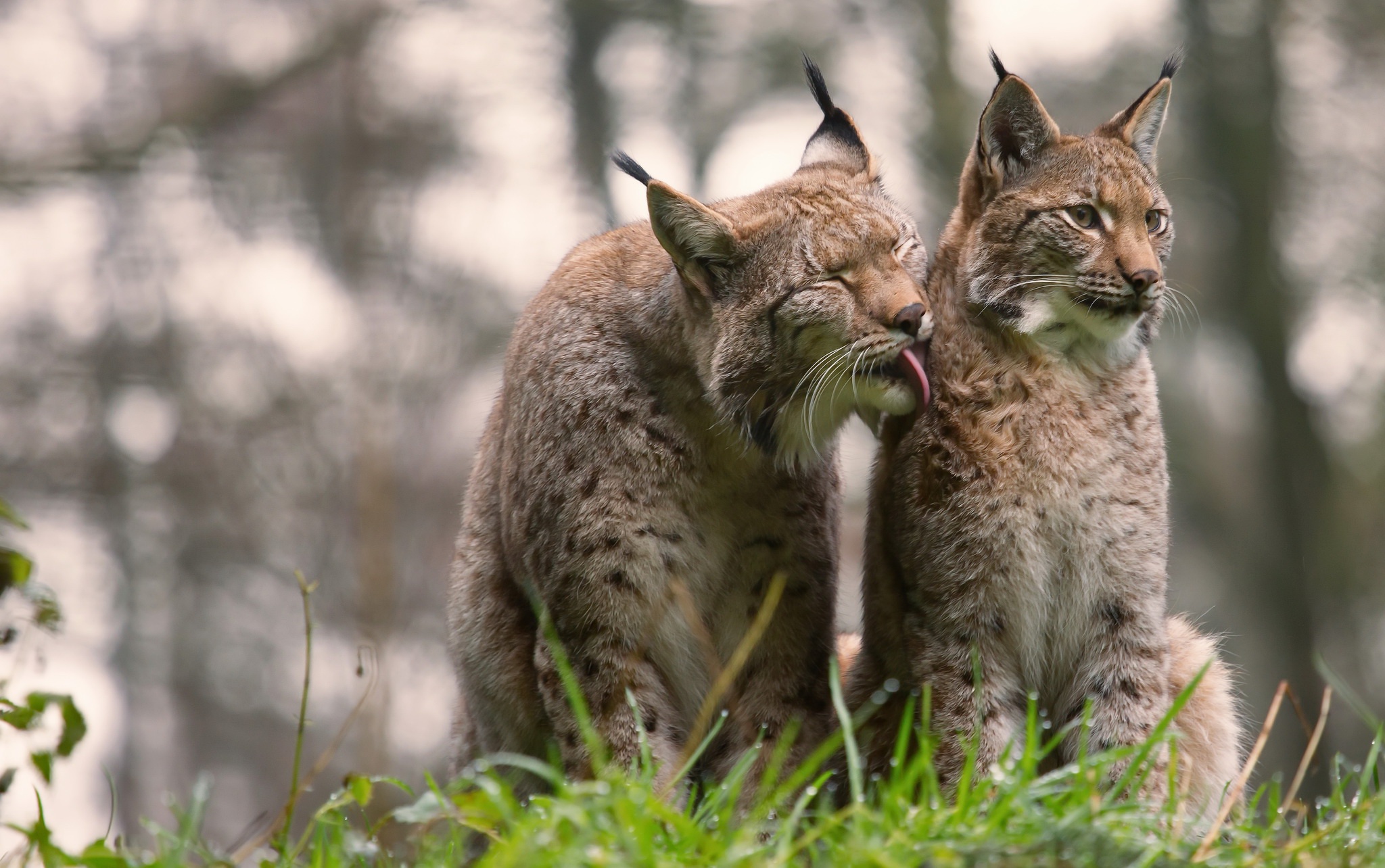 male lynxes