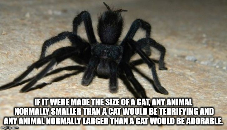 black tarantulas - If It Were Made The Size Of A Cat, Any Animal Normally Smaller Than A Cat Would Be Terrifying And Any Animal Normally Larger Than A Cat Would Be Adorable. imgflip.com