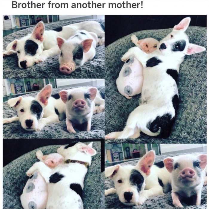 brother from another mother - Brother from another mother!